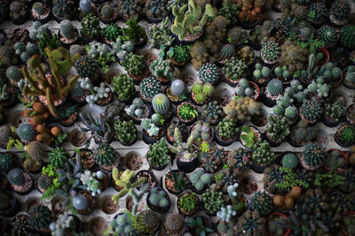 High angle view of potted plants