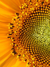 Full frame shot of sunflower