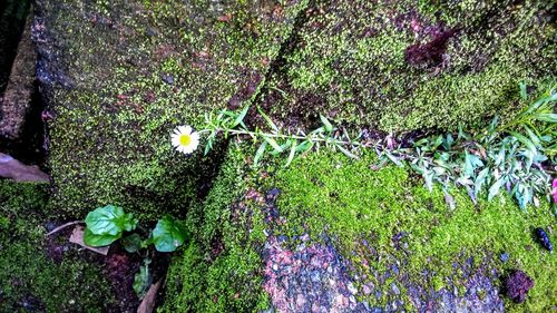 High angle view of plants