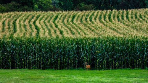 Scenic view of agricultural field