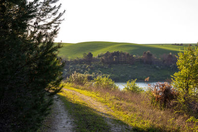 Road amidst trees on field against clear sky