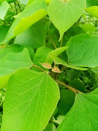 Close-up of insect on leaf