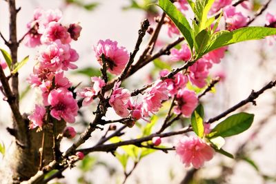 Low angle view of pink cherry blossoms in park