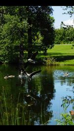 Scenic view of lake in forest