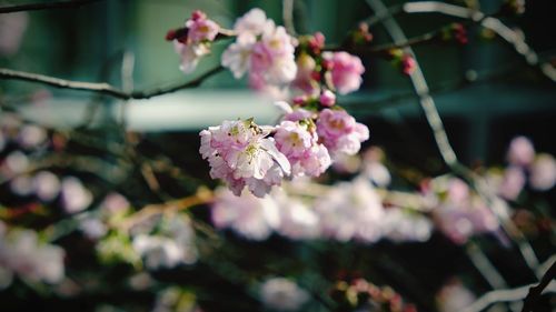 Close-up of pink flowers on branch