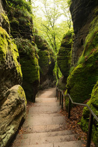 Footpath amidst rocks in forest