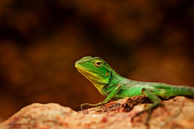 Close-up of lizard on rock