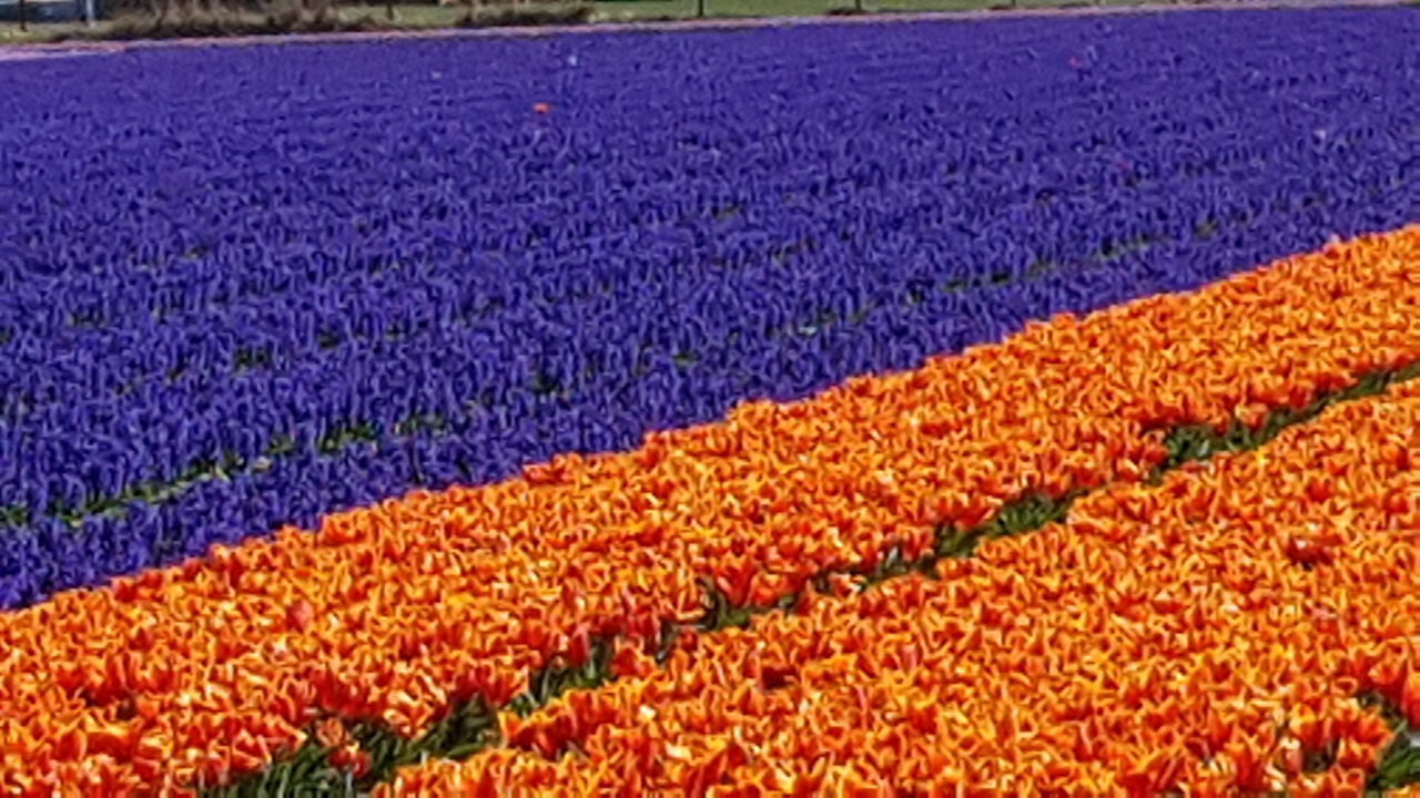 FULL FRAME SHOT OF PURPLE FLOWERING PLANTS