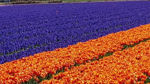 Full frame shot of purple flowering plants on field