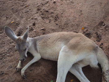 High angle view of rabbit on field