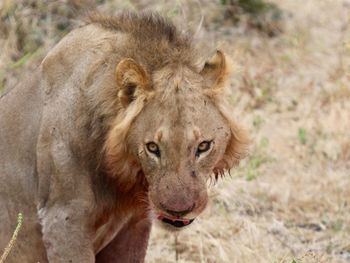 Portrait of a lion