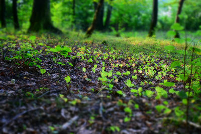 Close-up of moss growing on tree trunk