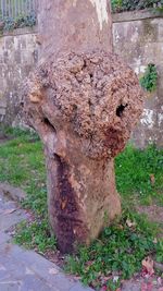 Close-up of old tree trunk in field