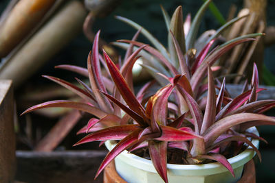 Close-up of red flowers