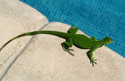 Close-up of lizard on leaf