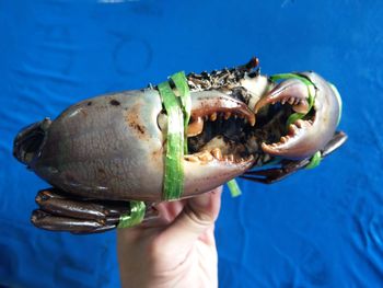 Cropped hand holding crab