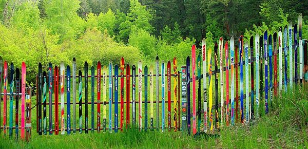 Full frame shot of colorful flowers in field