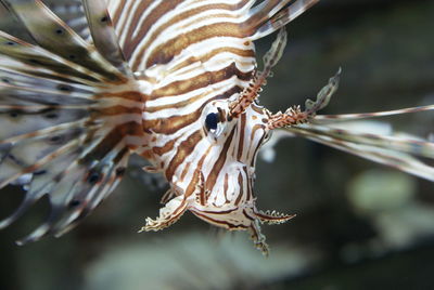 Close-up of butterfly on plant