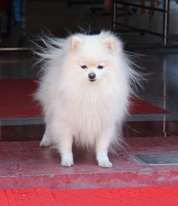 Close-up portrait of white dog