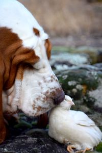 Close-up of dog on field