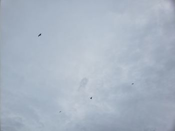 Low angle view of birds flying in sky