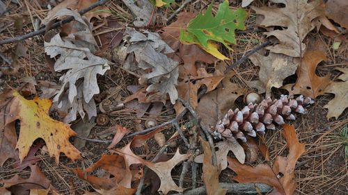 High angle view of dried autumn leaves on field