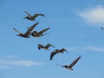 Low angle view of seagulls flying against sky