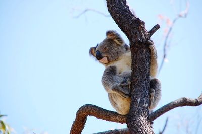 Low angle view of lizard on tree against sky