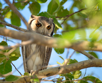 Close up of verreaux's eagle owl
