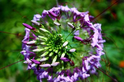 Close-up of purple flowering plant