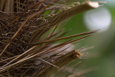 Close-up of insect on grass