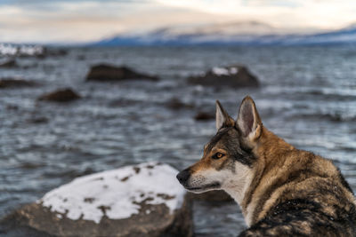 Dog looking at sea shore