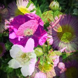 Flowers blooming outdoors