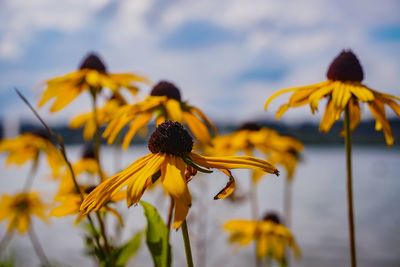 Close-up of yellow flower blooming against sky