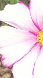 Macro shot of pink flower