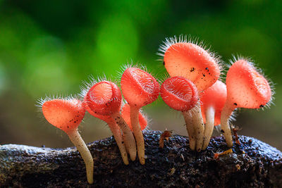 Close-up of wild mushrooms