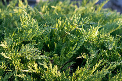 Full frame shot of plants