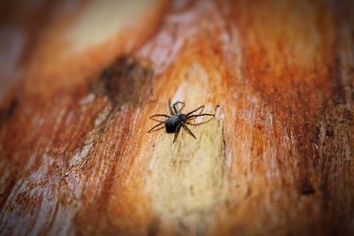 Close-up of spider on wood