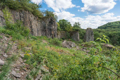 Plants and rocks on land against sky