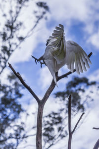 Low angle view of bird flying against sky