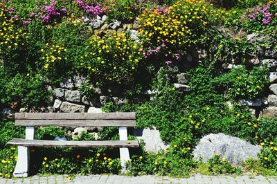 Plants growing in park