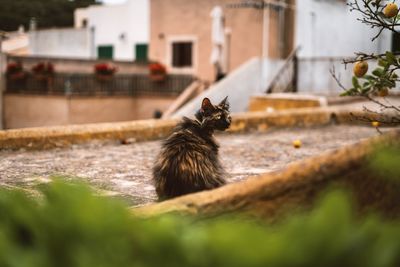 Portrait of cat sitting on footpath