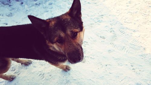 Close-up of dog in snow