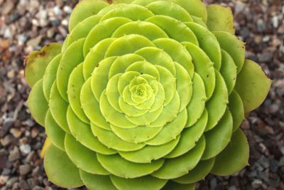 Close-up of green cactus