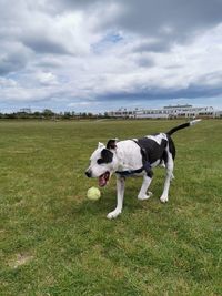 Dog playing 