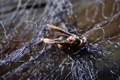 Close-up of spider on web