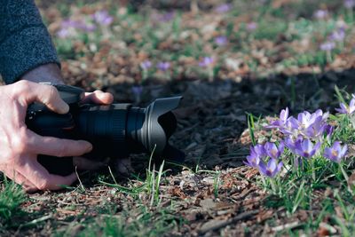 Cropped person photographing purple flowers on field