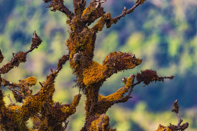 Low angle view of moss on branch against blurred background