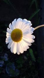 Close-up of white flower blooming outdoors