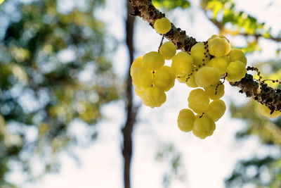 Close-up of fruits growing on tree